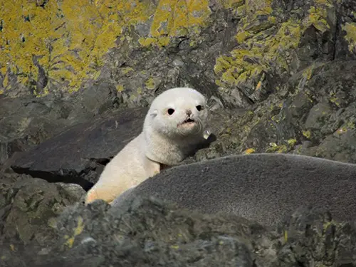 Animals of Antarctica Fernanda Braun Santos 2024