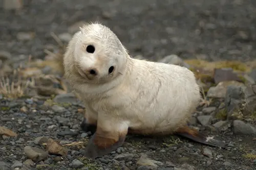 Animals of Antarctica Fernanda Braun Santos 2024